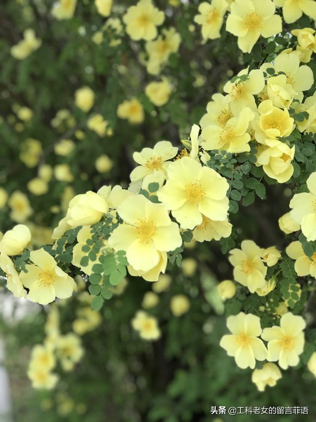 不名贵的黄刺玫,花开得那叫一个“实诚”-搜狐大视野-搜狐新闻