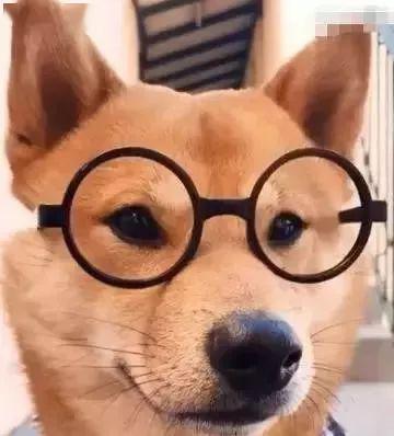 柴犬头像 戴眼镜图片