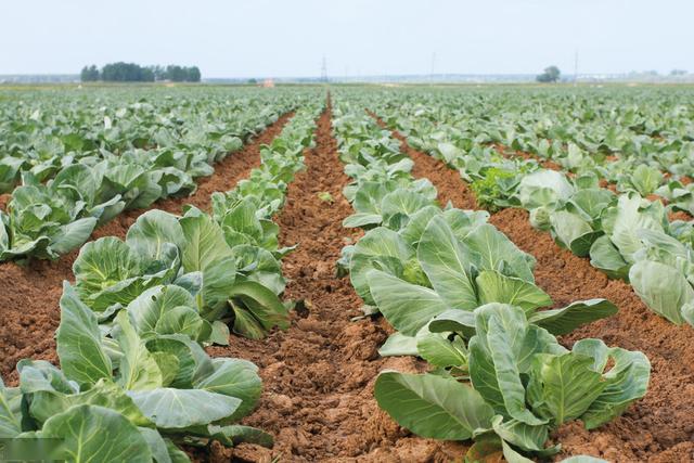 白菜生长种植有妙招用上这个东西能有所增产