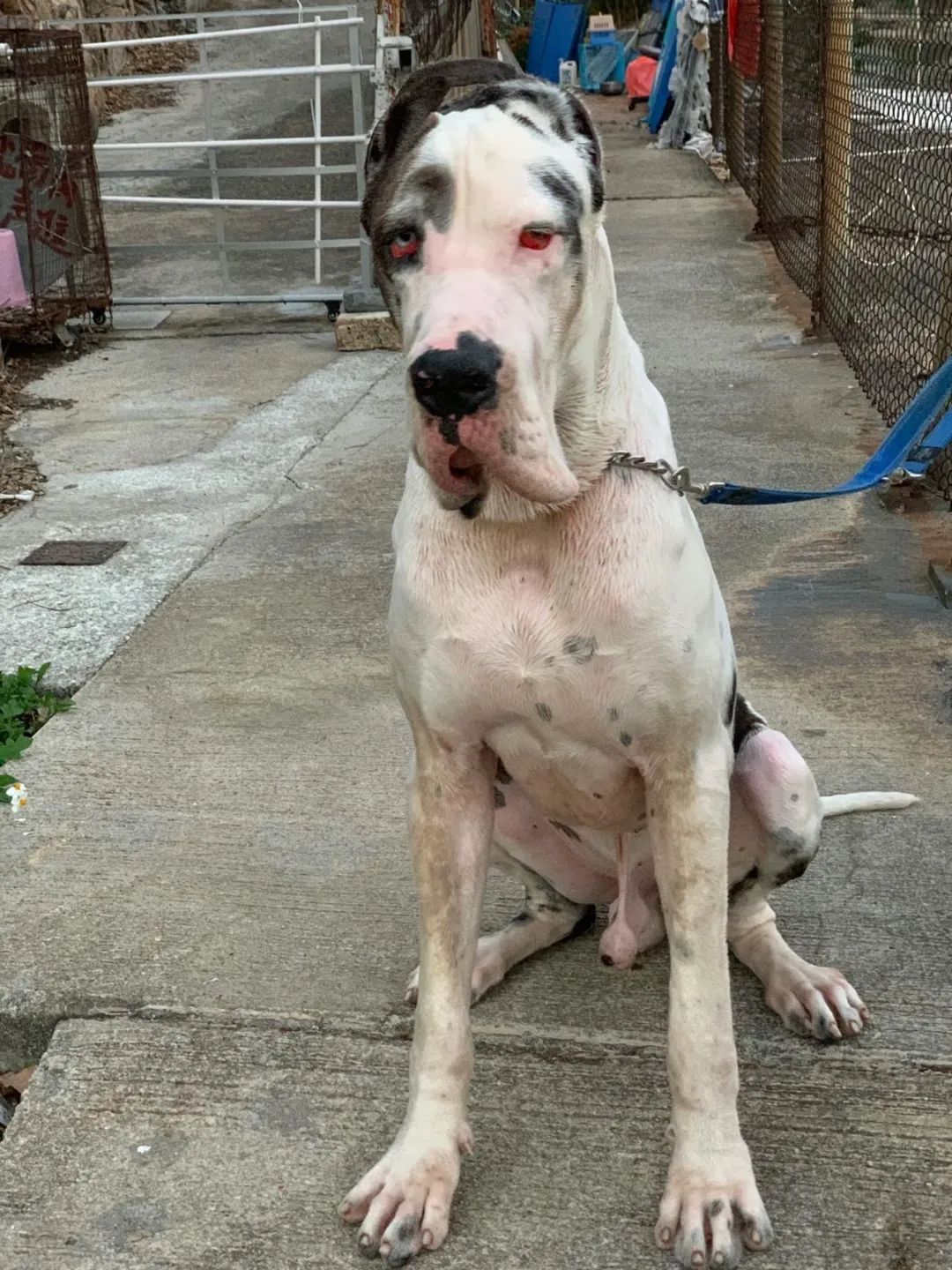 原创巨型大丹犬私密照曝光网友它拉的屎分量好多