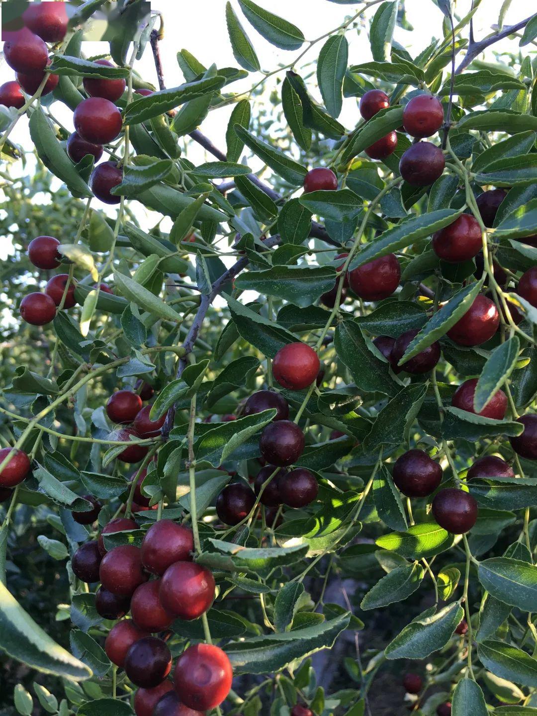 科技发布10年一枣庞晓明教授团队获国家审定良种