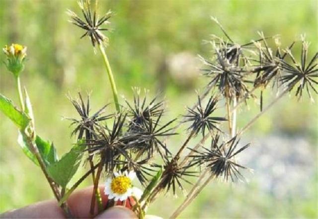 民间3宝环境好空气不燥还有药草第3种中医最喜爱比如鬼针