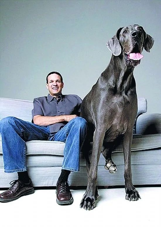 原创巨型大丹犬私密照曝光网友它拉的屎分量好多