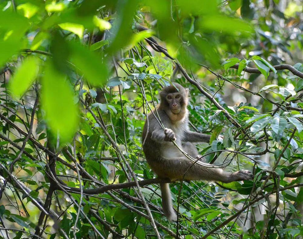 安砂培竹一个有猴子又有白鹇出没的生态村