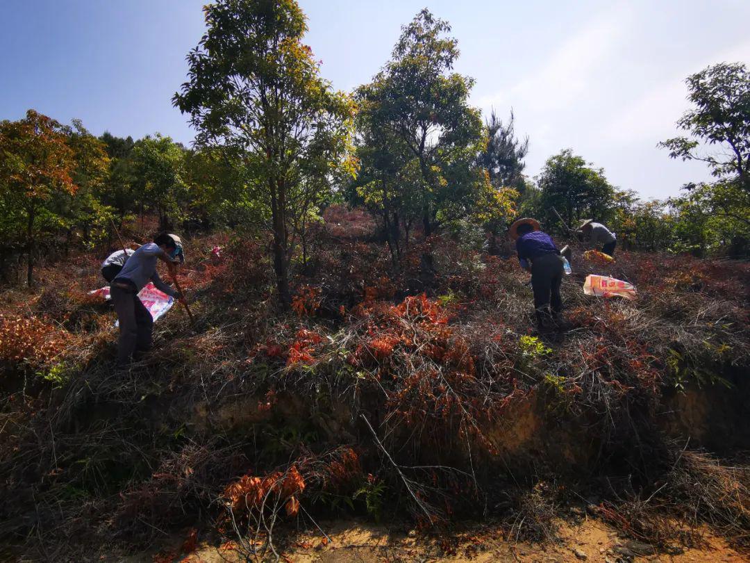 新闻英都镇迈得农休闲农场五一期间种下3万多棵油茶