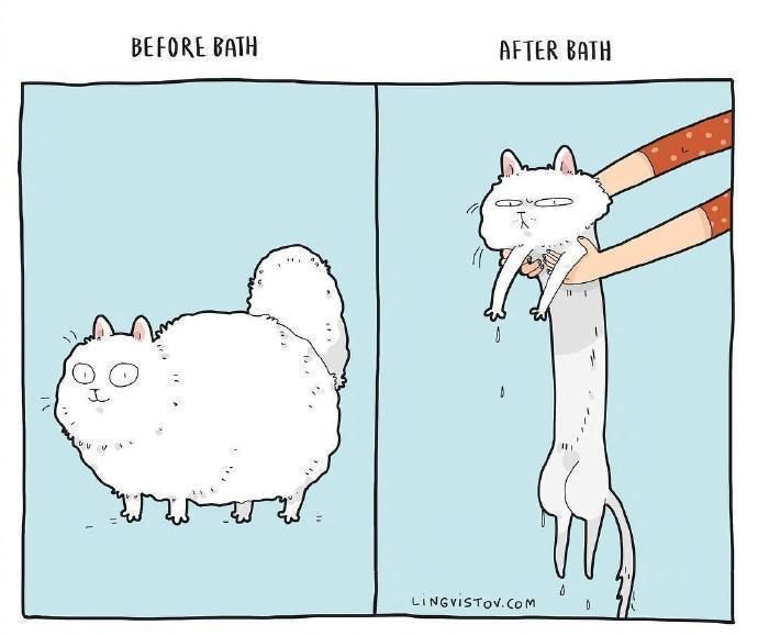 猫咪到底有多贱俄罗斯插画师用四格漫画告诉你