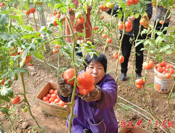 故城县东大洼现代农业园区创新农业模式推进产业融合发展