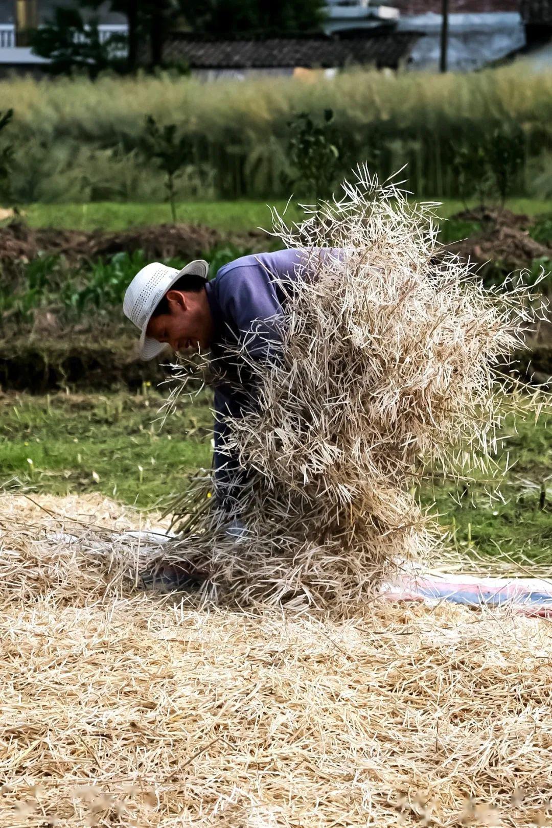五月春耕时,农家闲人少!好一派热闹的洪雅农耕景象_农村