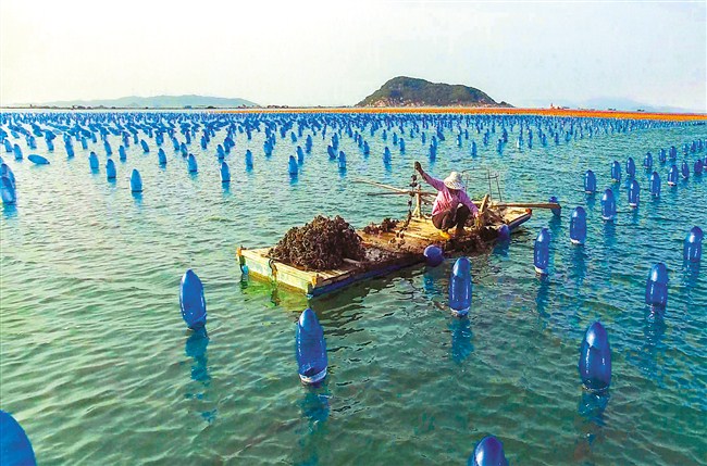 彩色音符奏响海上生态乐章南澳海域生态养殖启用新型环保浮球