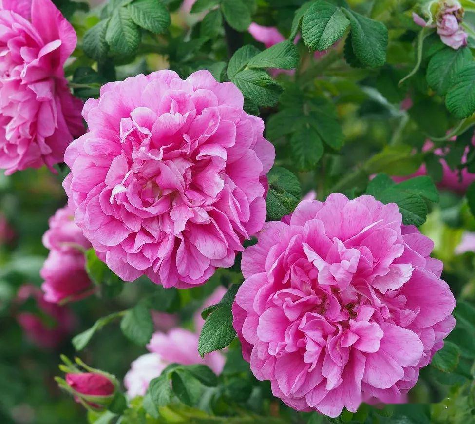 平阴玫瑰文化节今天开幕记者带你探秘玫瑰之都遍地玫瑰花开黄河边的