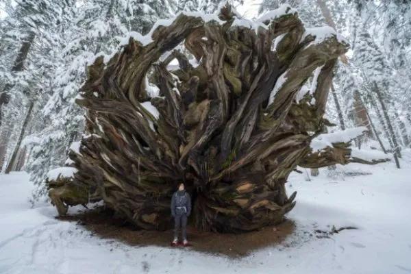 巨物恐惧症慎入21张看了让人头皮发麻图片