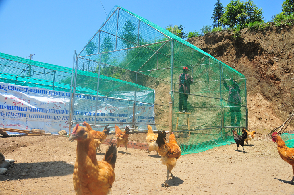 山地养鸡棚的搭建照片图片