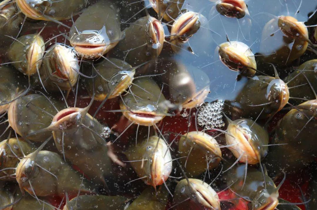 脏水养殖,便便都吃?这种鱼真是垃圾鱼?有些家庭还在吃