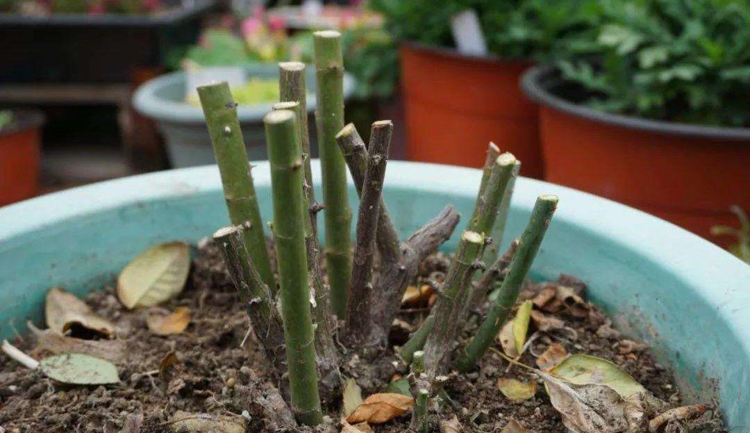 月季花什么时候重剪比较好需要注意什么