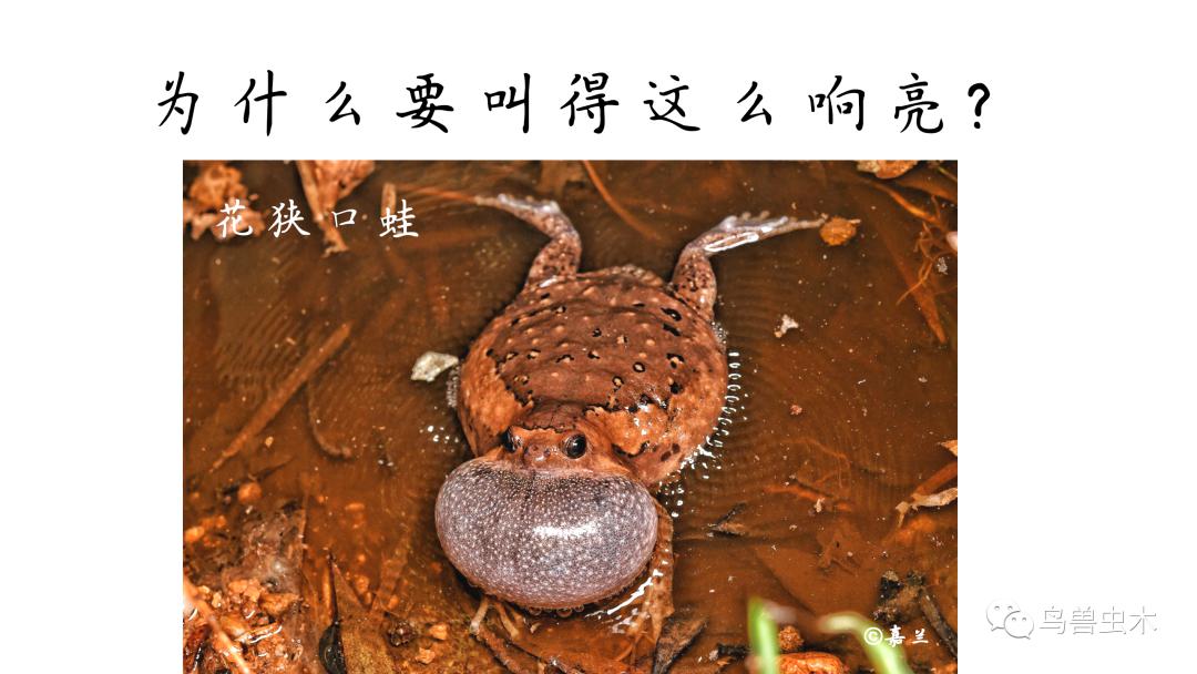 讲座回顾 | 神奇的蛙蛙世界_蟾蜍