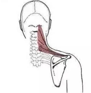 起於枕骨和頸椎棘突的項韌帶上斜方肌斜方肌是一塊較大的表層肌肉