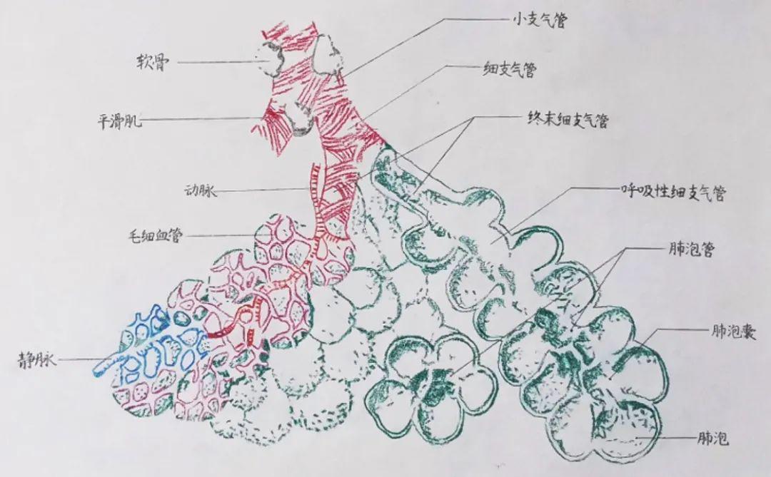 医笔医划绘青春nmu医学生最美笔记评选第二期结果公示及优秀作品展示
