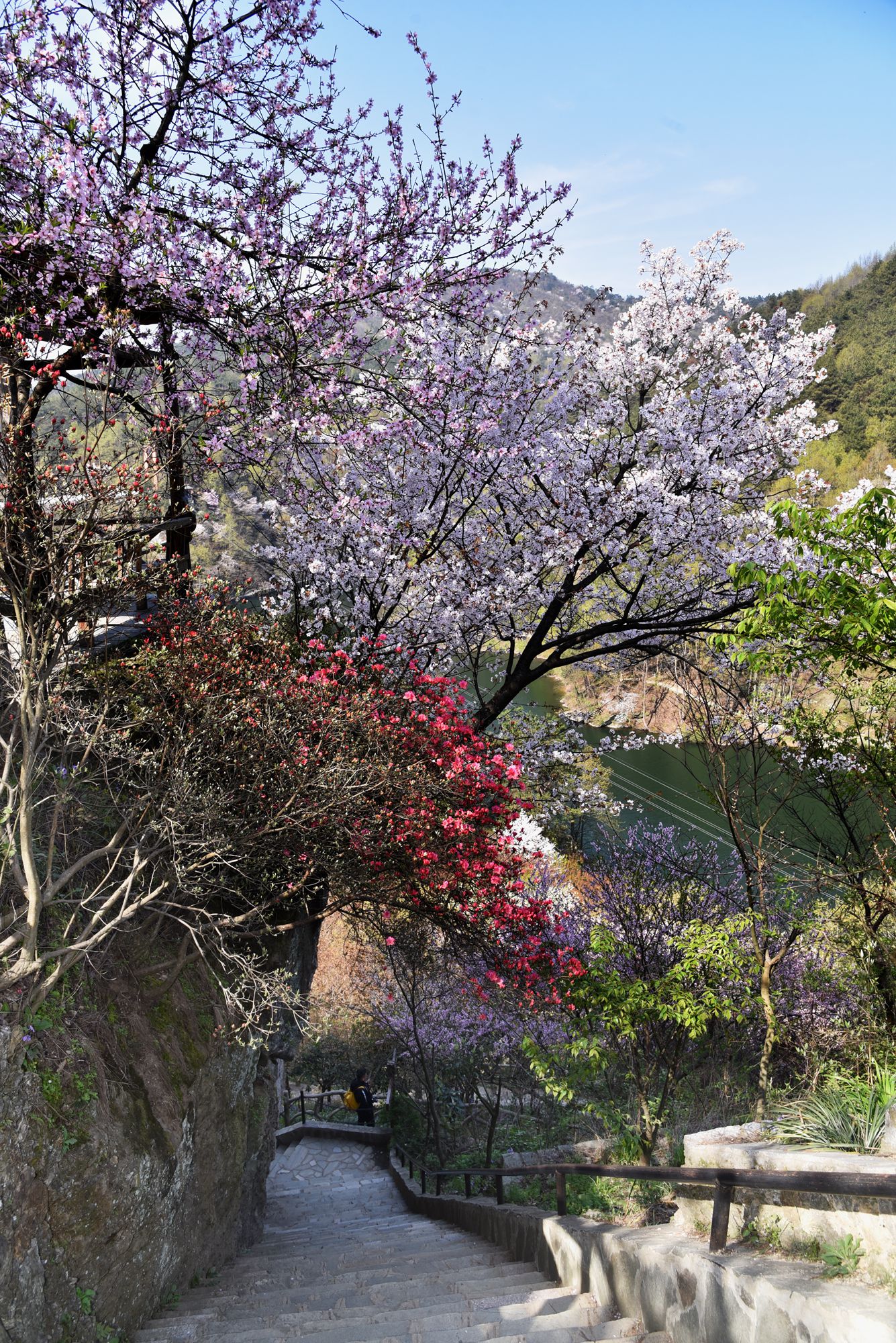 清凉寨风景区樱花图片