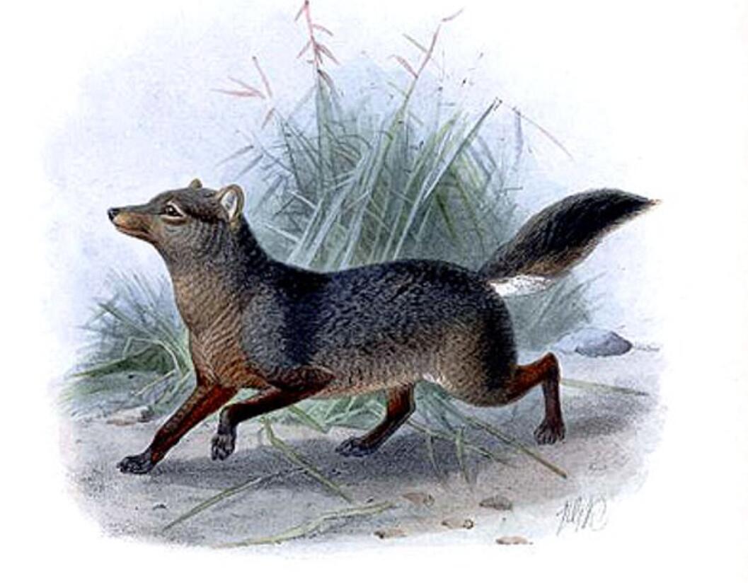 当然部分的科学报告之中也有叫幽灵犬或