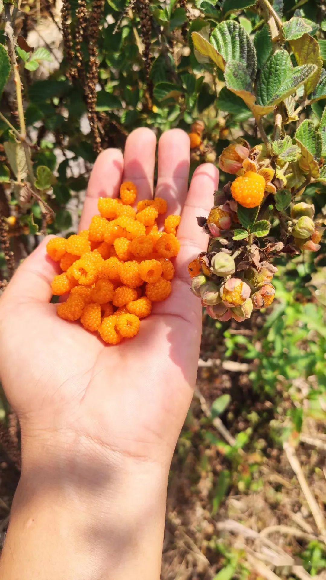 布谷鸟叫 黄泡果掉