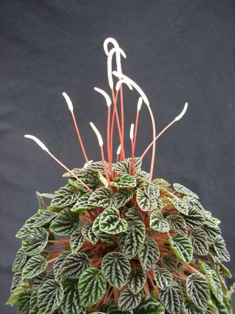 每日一花 | 皱叶椒草:心型叶片布满皱褶