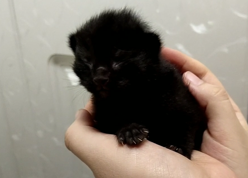 家里蓝猫生了五个小猫,大家帮起个名字,你喜欢哪一个呢?