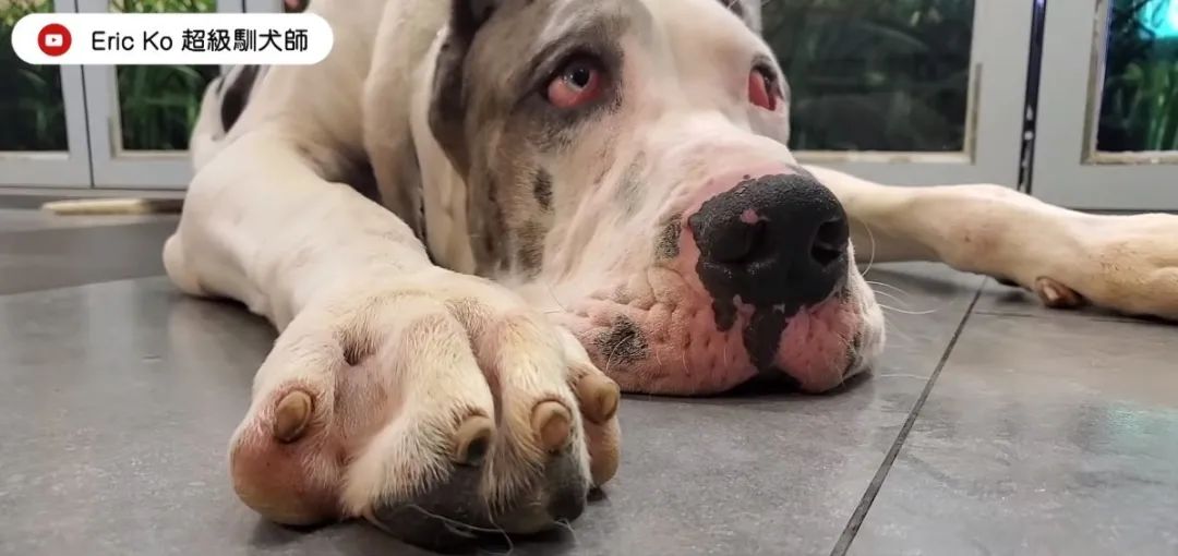 巨型大丹犬"私密照"曝光,网友:它拉的屎分量好多!