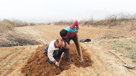 夫妻俩菜园刨地一锄头刨出一窝啥妻子直说有四五条