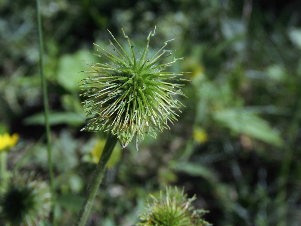 原创俗称头晕药果实似杨梅嫩叶是民间极品野菜常用来煲汤