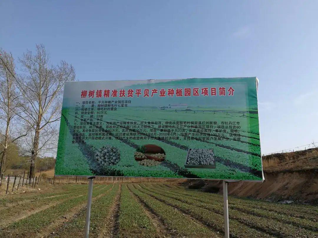 点赞林口县柳树镇柳毛村强产业夯基础引领脱贫奔康新路子