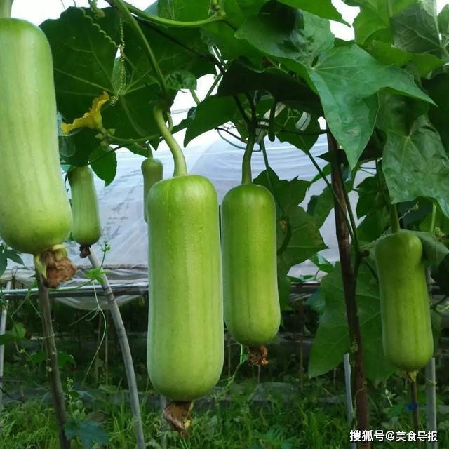 入夏了最好的选择就是做个吃瓜群众