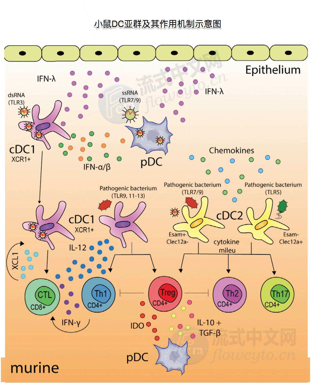 人和小鼠的dc细胞亚群,表型和作用机制图,思考一下dc在新冠病毒感染中
