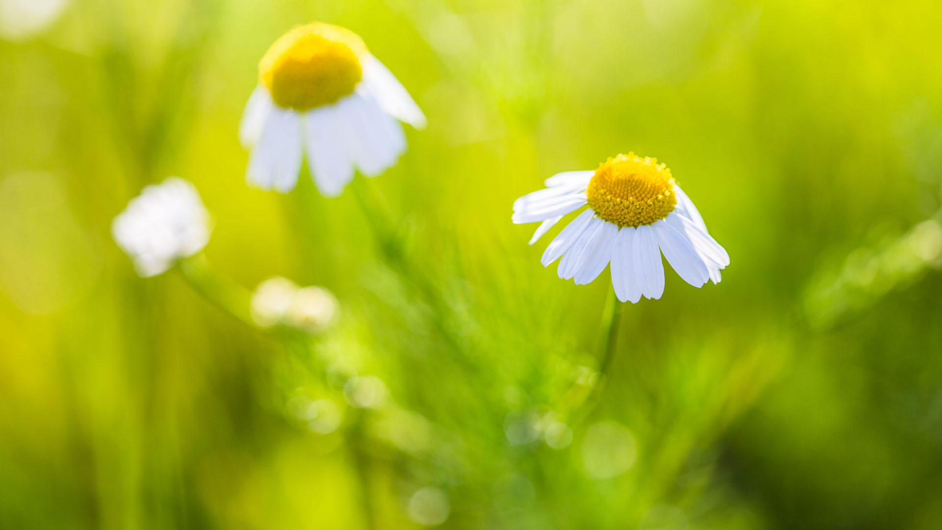 原创母亲节之后运势旺盛会吉星高照福寿双全的三大星座