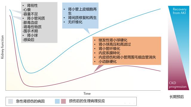 腎素 - 血管緊張素系統激活,內皮功能失調,炎症和腎小球濾過率下降