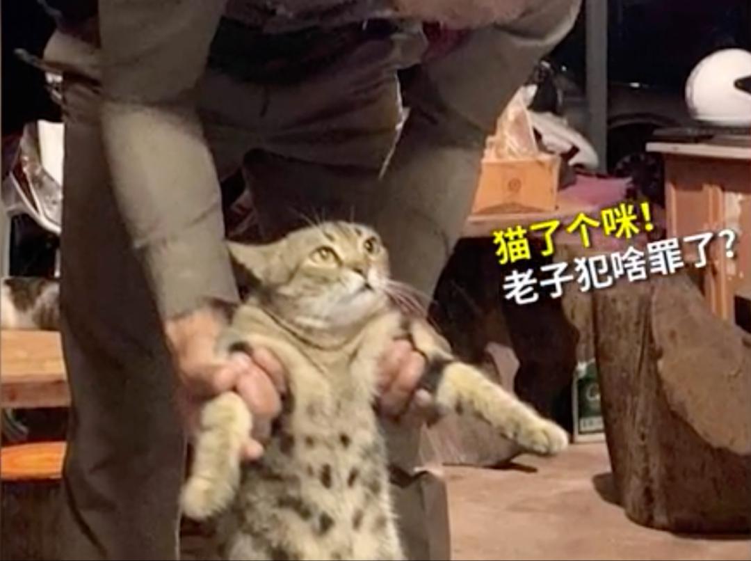 一只猫违反外出禁令被捕还爪举牌子拍摄罪犯照