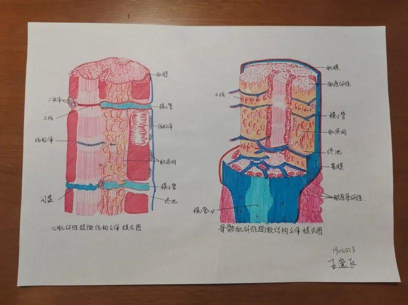 心肌细胞闰盘绘图图片