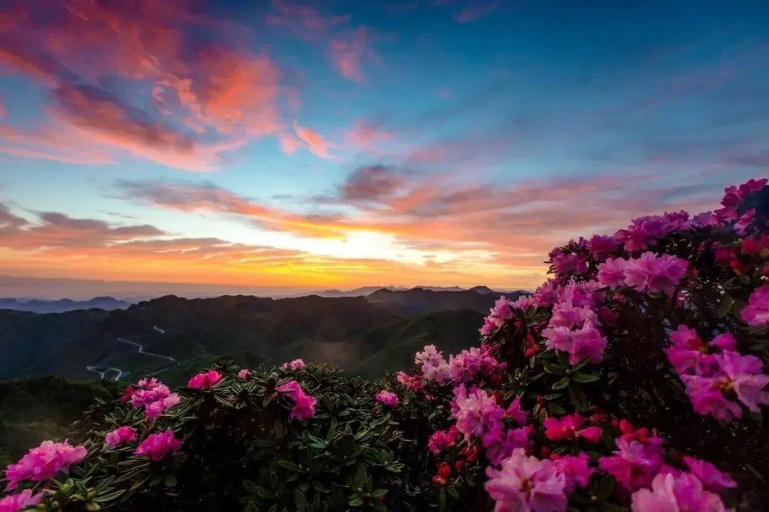 杜鹃花节丨光雾山杜鹃花天使征集评选活动开始啦