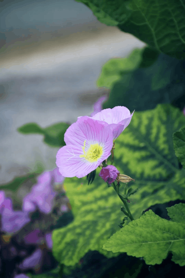 宿州新一轮粉色花海上线等着你来打卡