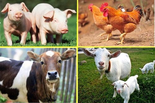 微生态制剂在畜禽养殖中的作用及注意事项一艾斯德生物