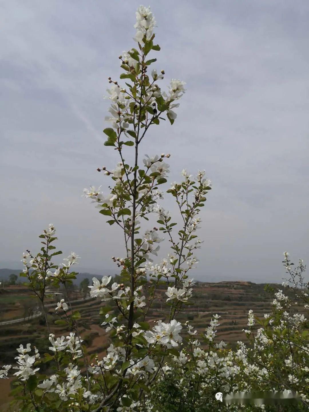 龙柏芽树图片