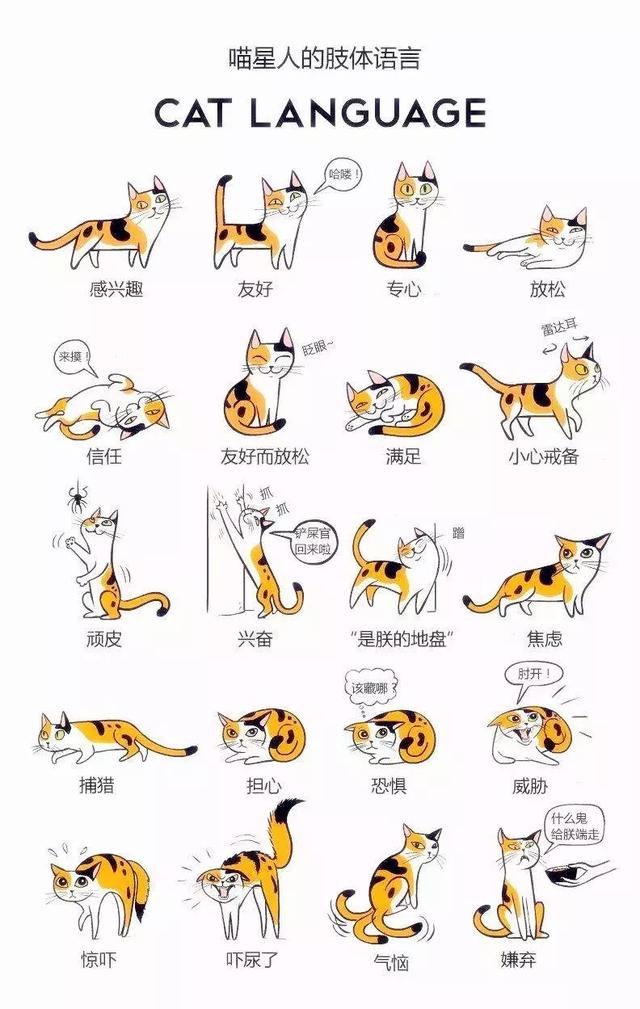 想知道猫咪的状态和心情那就看看它的尾巴吧