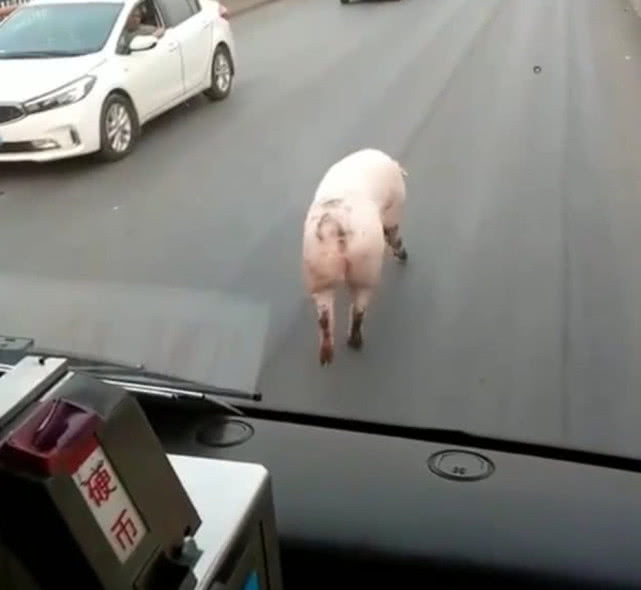 原创大猪在马路上走小碎步挡在车前直扭屁股胆子和体型一样肥