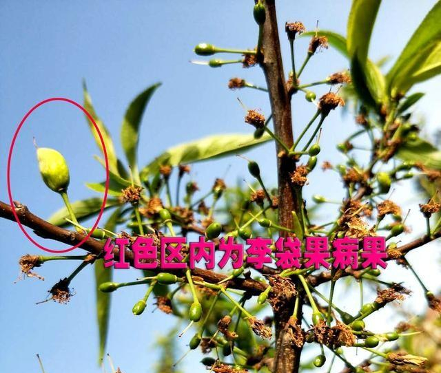 李子树易发的李袋果病特征及防治方法记得收藏哟