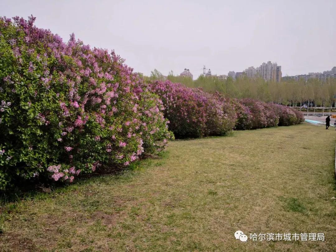 开花时间:根据温度变化4月-6月间陆续开放,其中小叶丁香花期较长,9