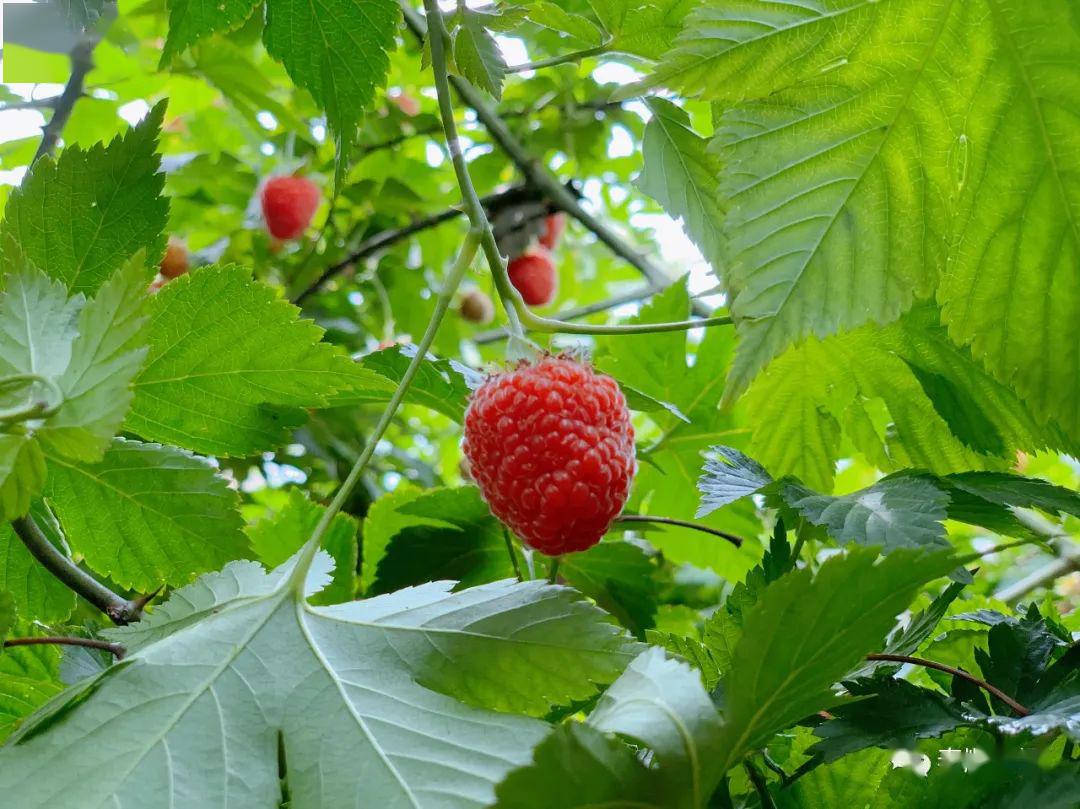 短视频约起这里树莓成熟啦采摘正当时