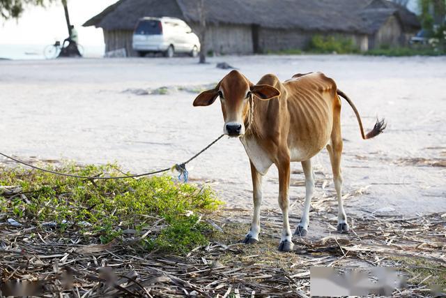 牛瘦不要慌 催肥有10招