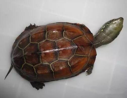 市场上食用最多的龟种,价格便宜,而且文化历史也非常长远草龟宠物市场