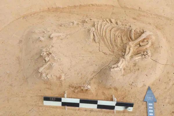 周边的青台,汪沟,秦王寨,伏羲台和洛阳的苏羊,土门,妯娌等多个遗址