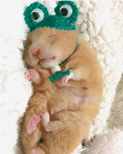 仓鼠睡觉表情包图片