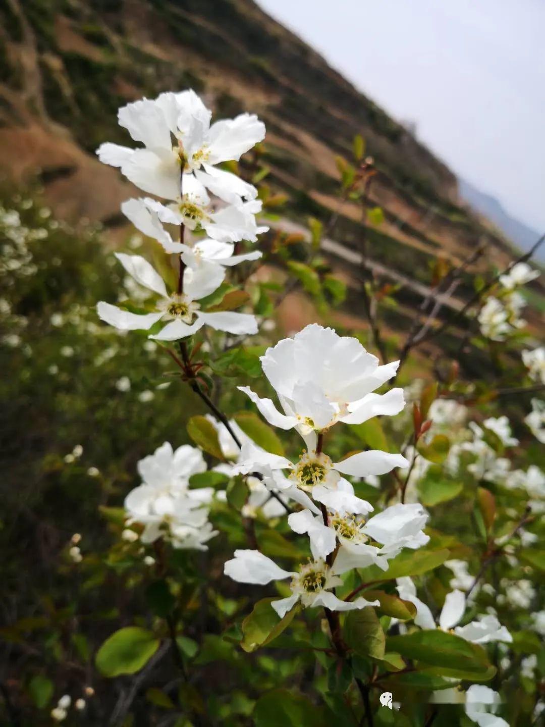 龙柏芽树图片